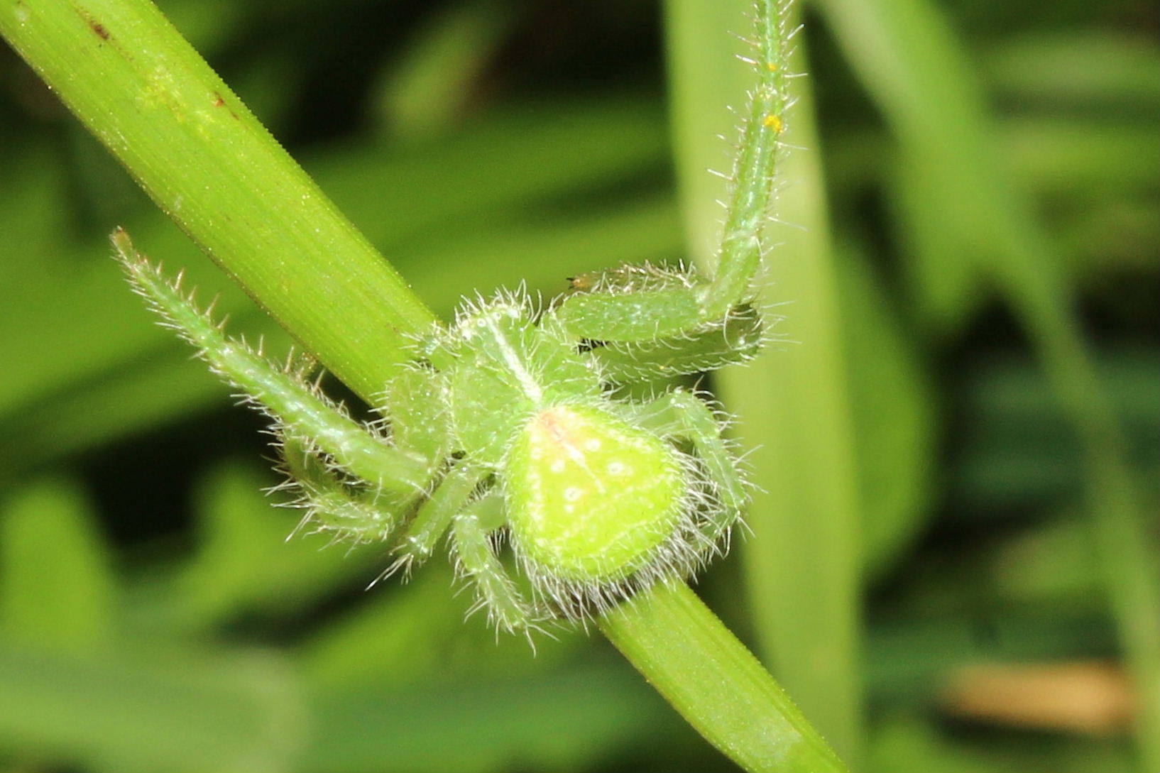 Heriaeus hirtus - Monte Fasce (GE)